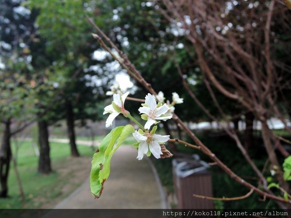 111.11.4 新竹公園-霧社櫻2.JPG