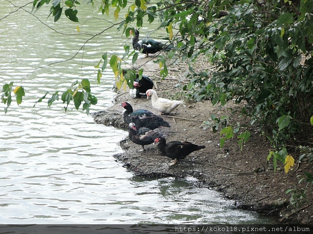 111.11.4 新竹公園-鴨.JPG
