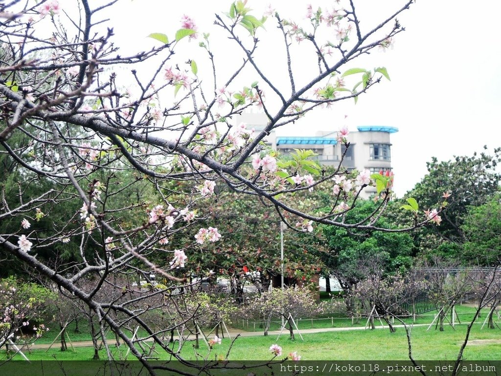 111.11.4 新竹公園-櫻花4.JPG