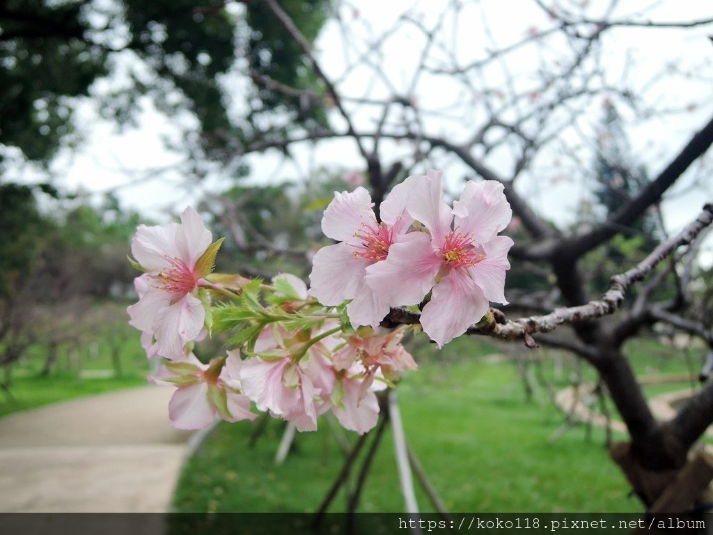 111.11.4 新竹公園-櫻花9.JPG