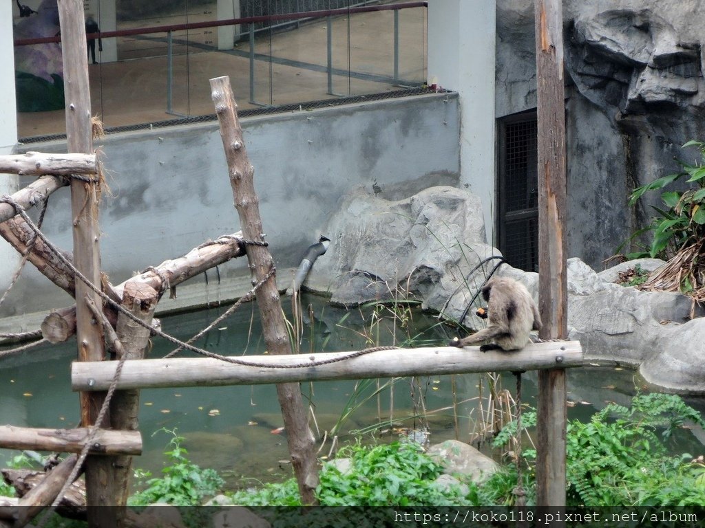 111.11.4 新竹動物園-灰長臂猿.JPG