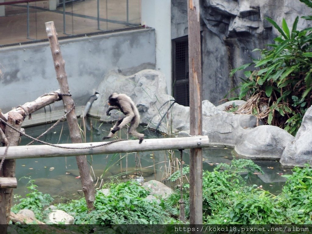 111.11.4 新竹動物園-灰長臂猿1.JPG