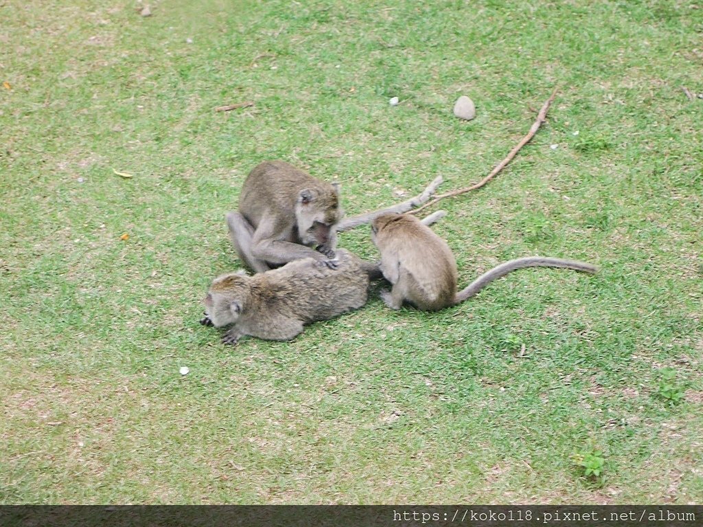 111.11.4 新竹動物園-馬來猴6.JPG