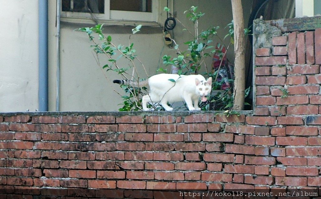 111.11.13 陽明交通大學博愛校區外-貓.JPG