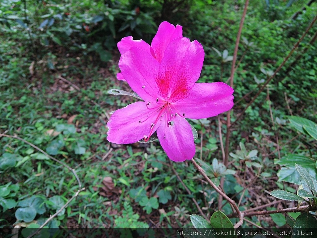 111.11.22 十八尖山-杜鵑花.JPG