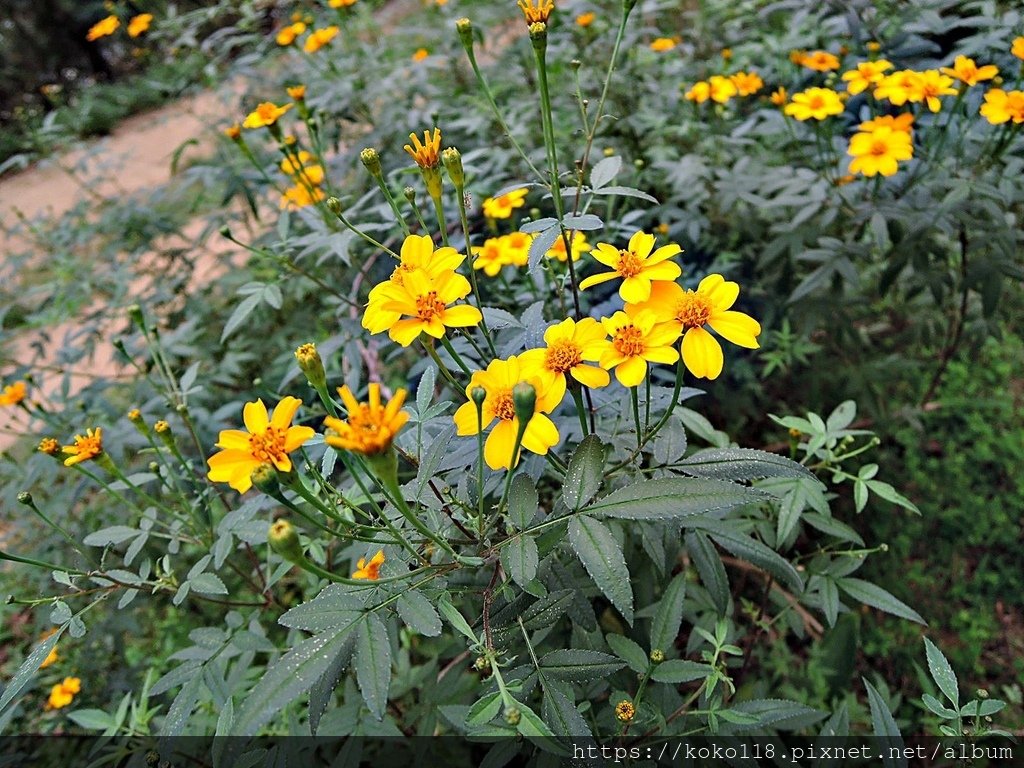 111.11.22 十八尖山-芳香萬壽菊1.JPG