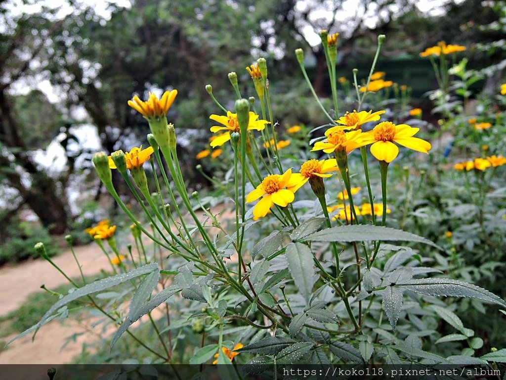 111.11.22 十八尖山-芳香萬壽菊2.JPG