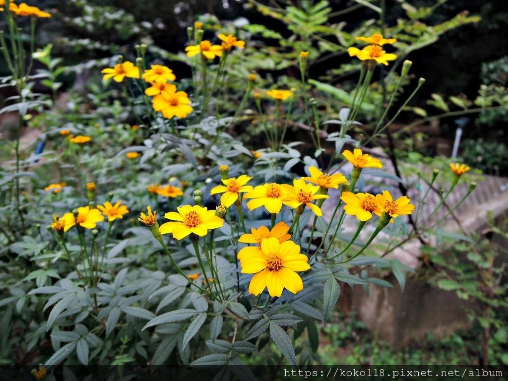 111.11.22 十八尖山-芳香萬壽菊3.JPG