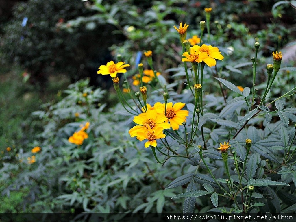 111.11.22 十八尖山-芳香萬壽菊5.JPG