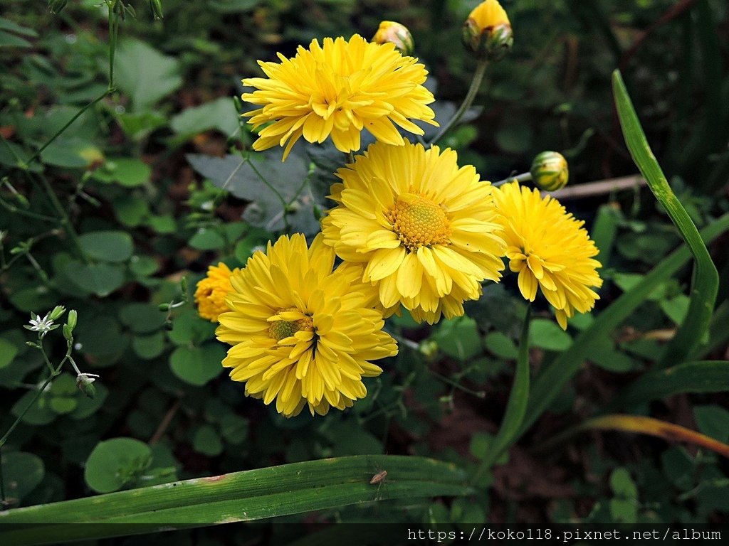 111.11.22 十八尖山-菊花.JPG