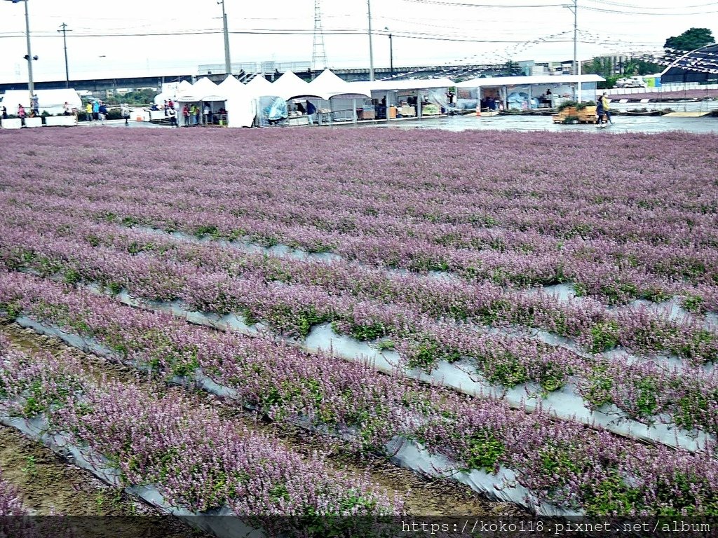 111.12.2 楊梅-2022桃園仙草花節-仙草31.JPG