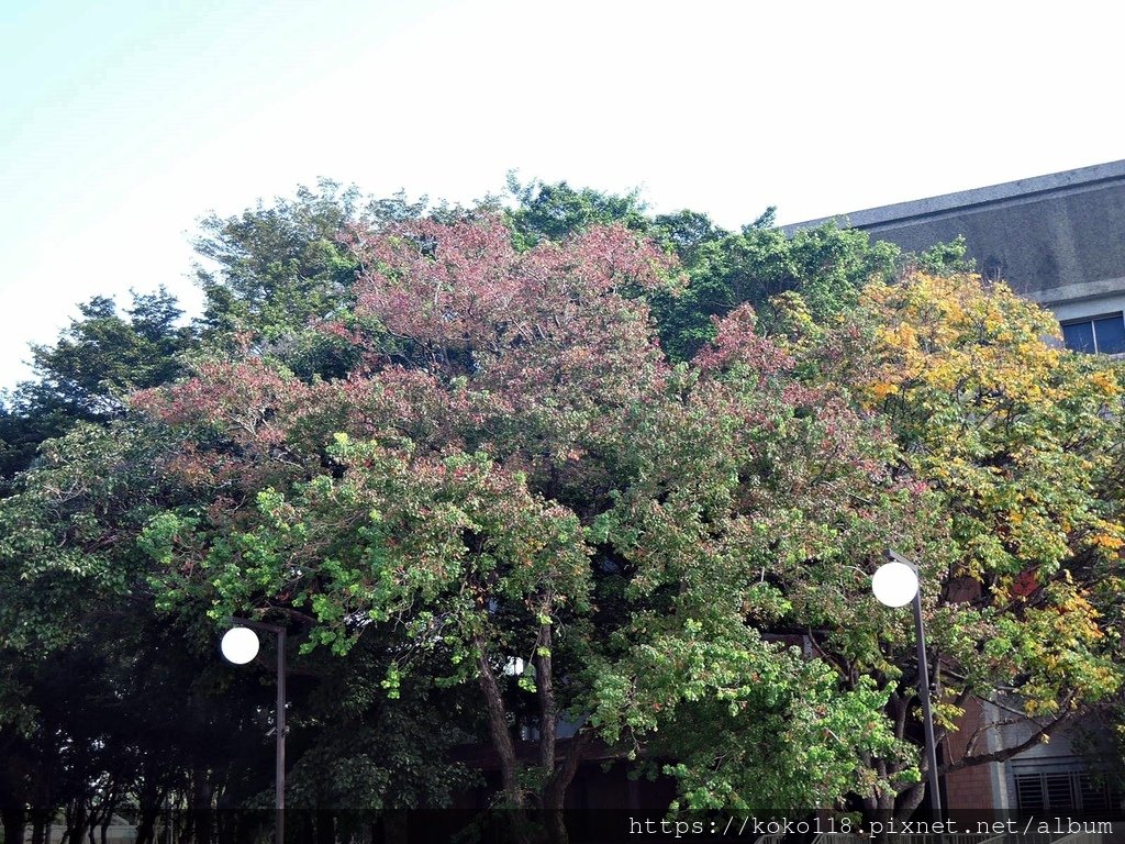 112.1.8 新竹孔廟-烏桕.JPG