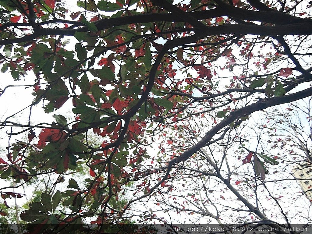 112.1.10 新竹公園-大葉欖仁3.JPG