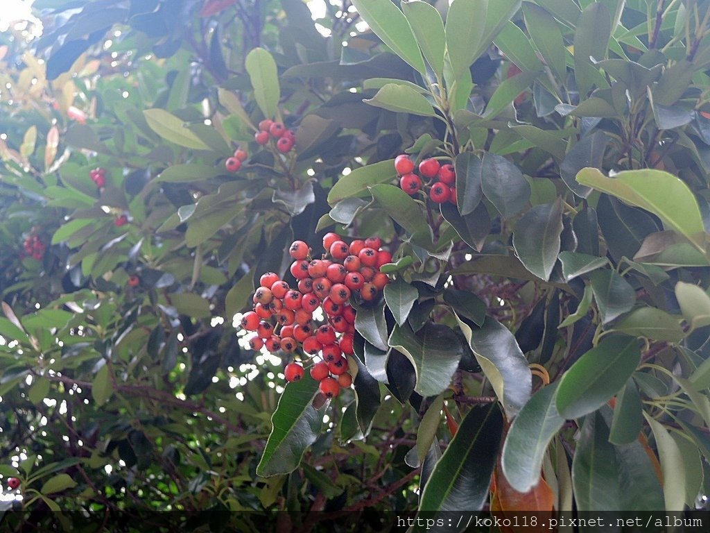 112.1.10 新竹公園-台東石楠.JPG