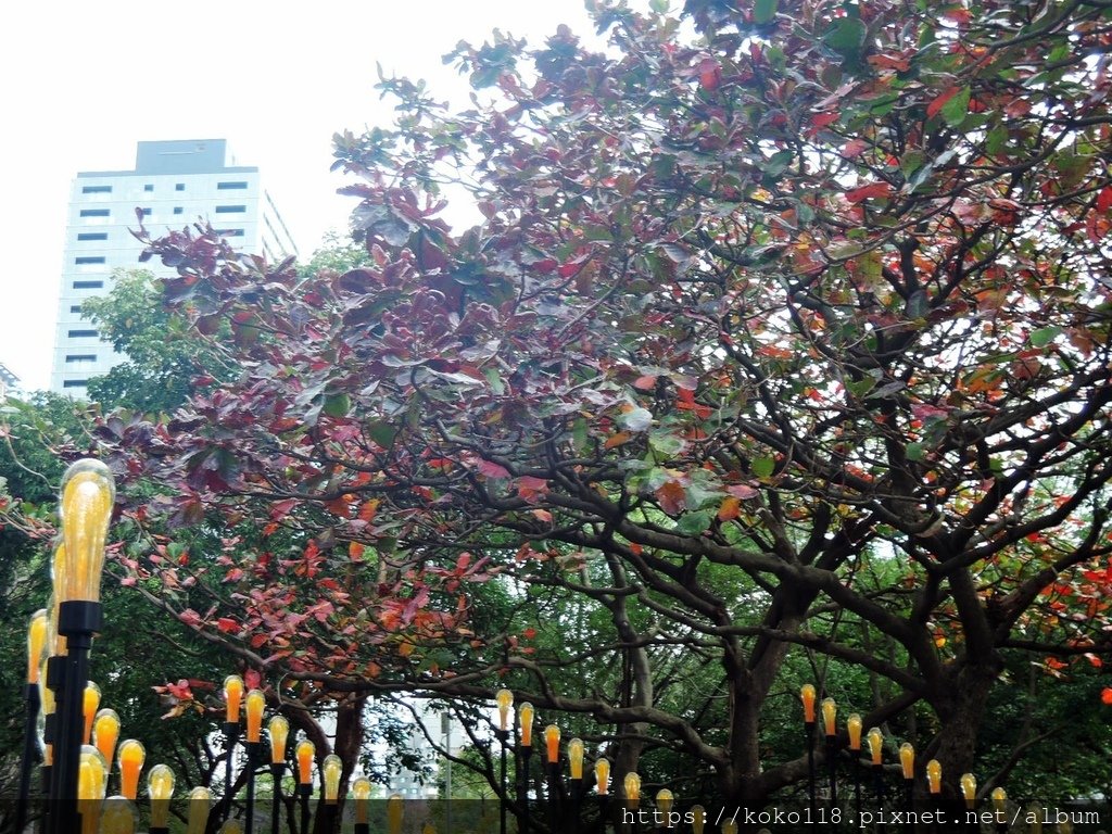 112.1.10 新竹公園-大葉欖仁,透明苑.JPG