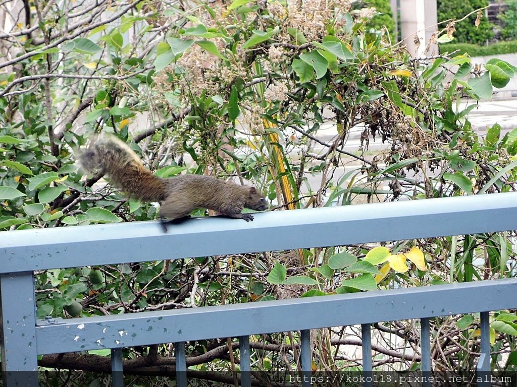 112.1.10 新竹公園-松鼠.JPG