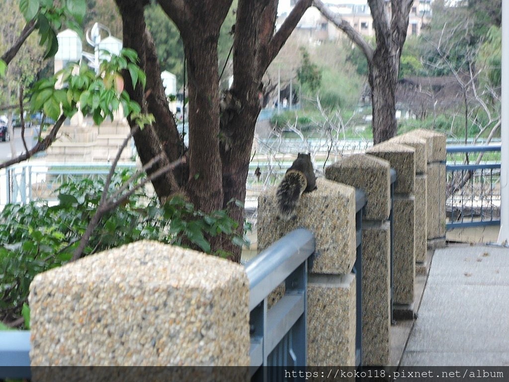 112.1.10 新竹公園-松鼠1.JPG