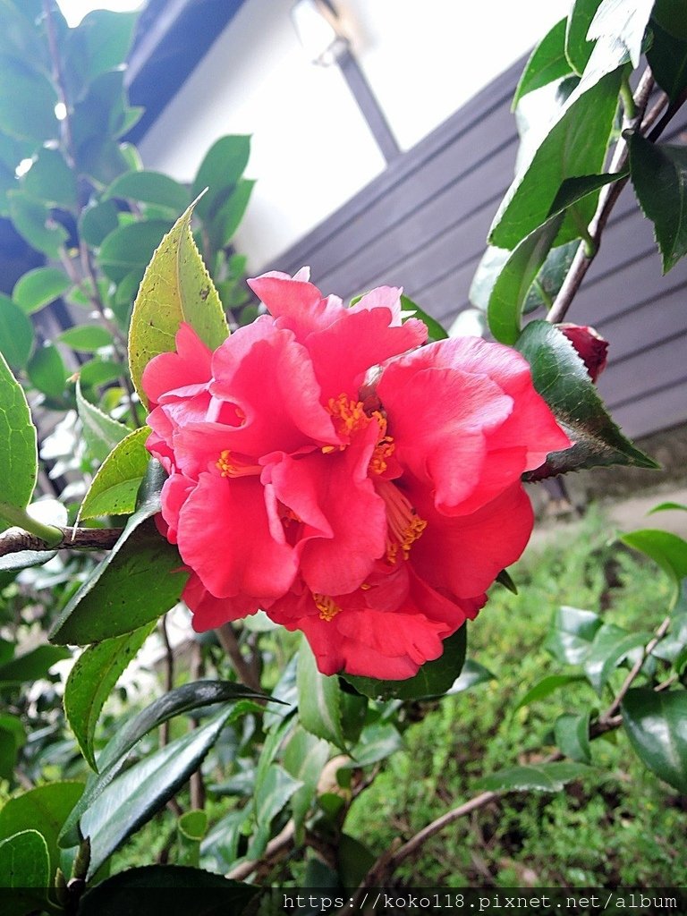 112.1.10 新竹公園-茶花3.JPG