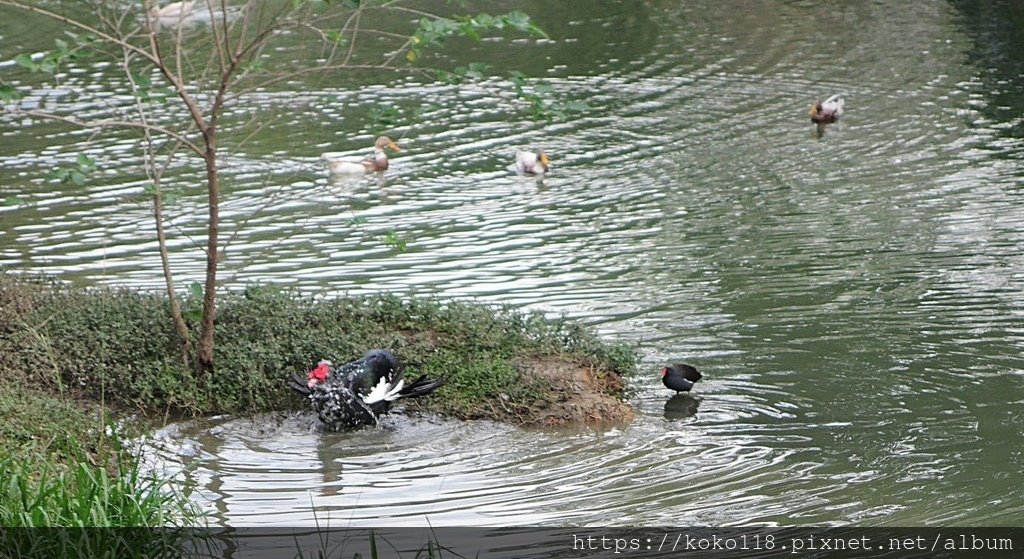 112.1.10 新竹公園-鴨子,紅冠水雞1.JPG