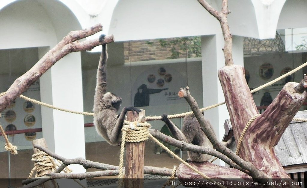 112.1.10 新竹動物園-灰長臂猿2.JPG