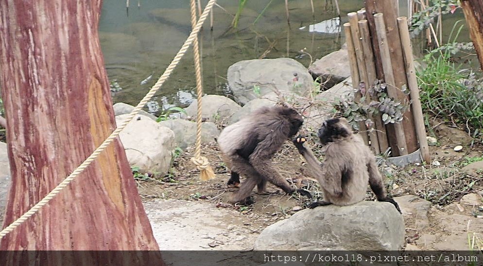 112.1.10 新竹動物園-灰長臂猿4.JPG