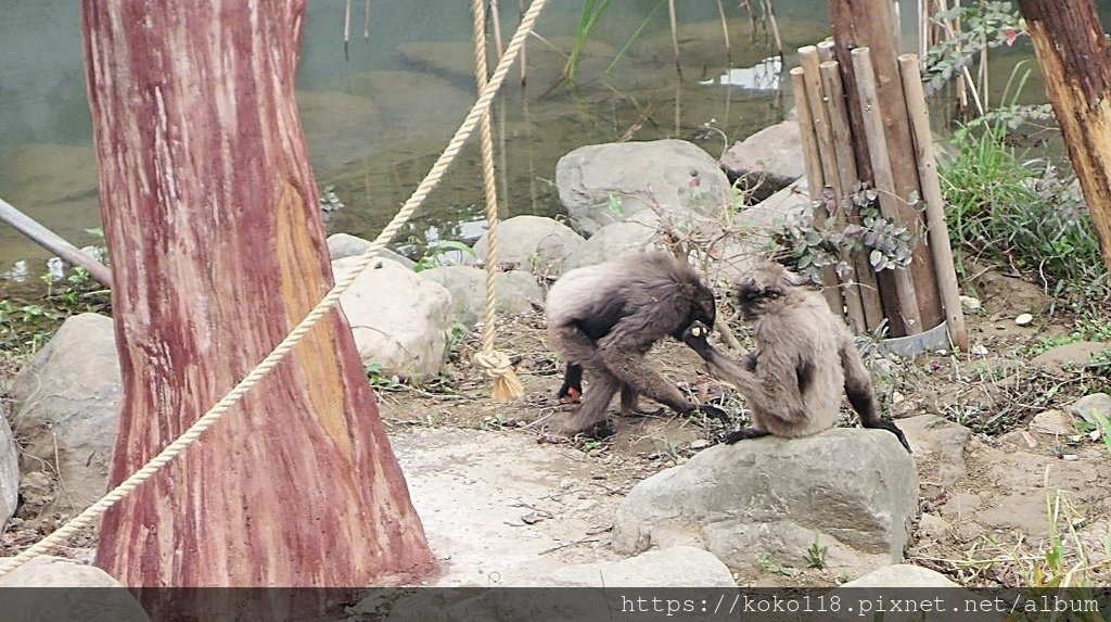 112.1.10 新竹動物園-灰長臂猿3.JPG