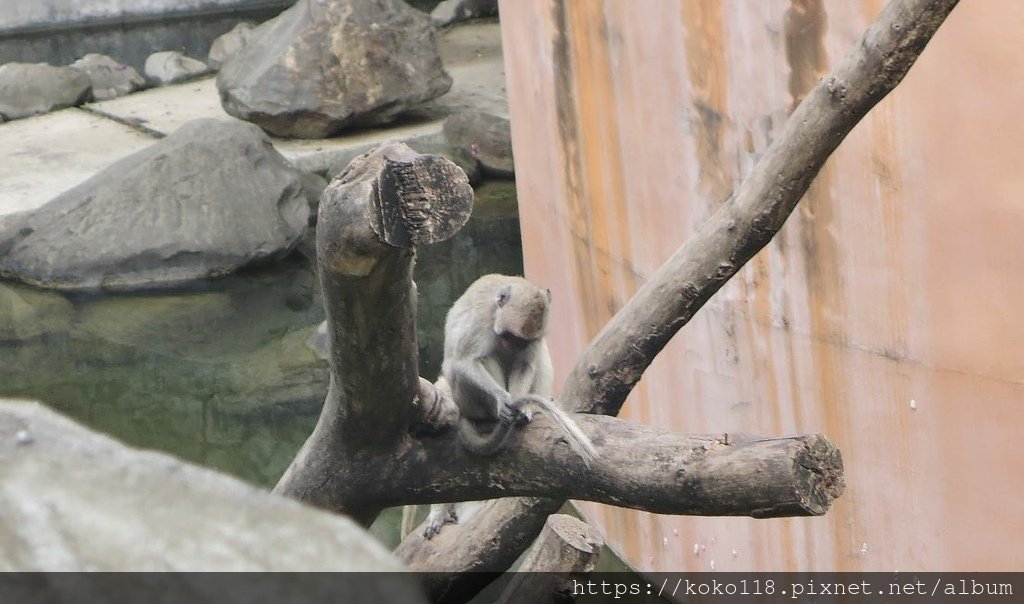 112.1.10 新竹動物園-馬來猴5.JPG