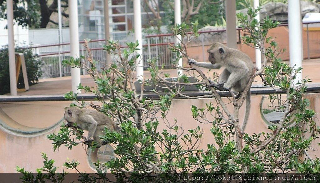 112.1.10 新竹動物園-馬來猴8.JPG