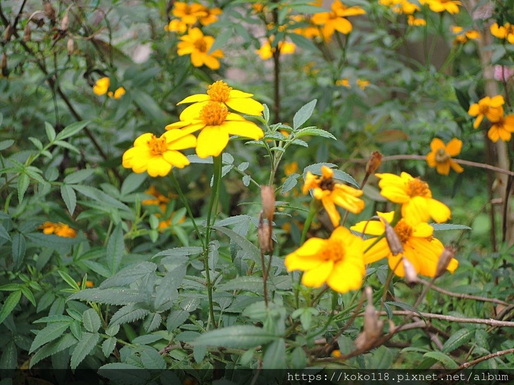 112.1.23 十八尖山-芳香萬壽菊2.JPG