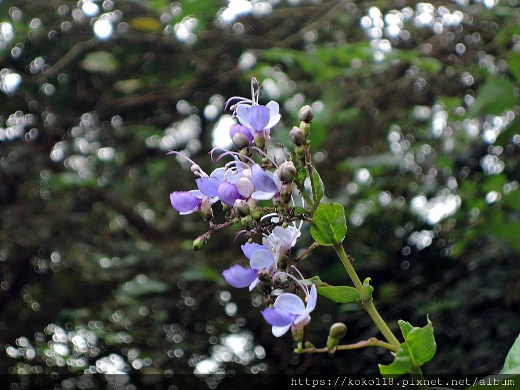 112.1.23 十八尖山-紫蝶花1.JPG