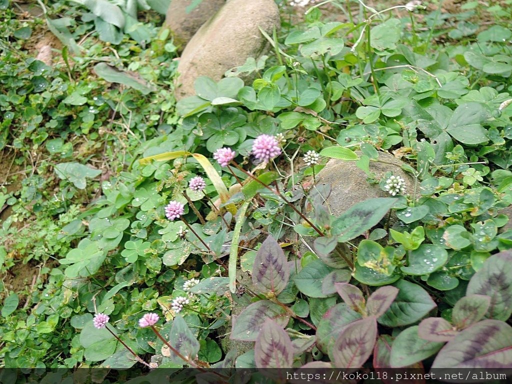 112.1.23 十八尖山-頭花蓼.JPG