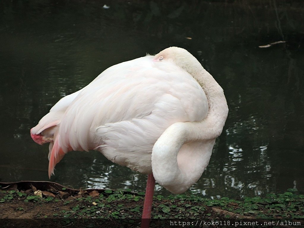 112.1.26 新竹動物園-大紅鶴3.JPG