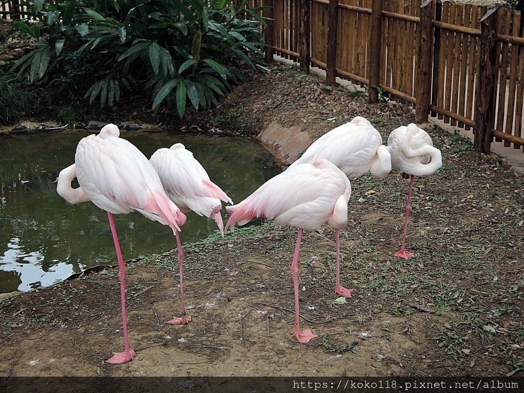 112.1.26 新竹動物園-大紅鶴4.JPG