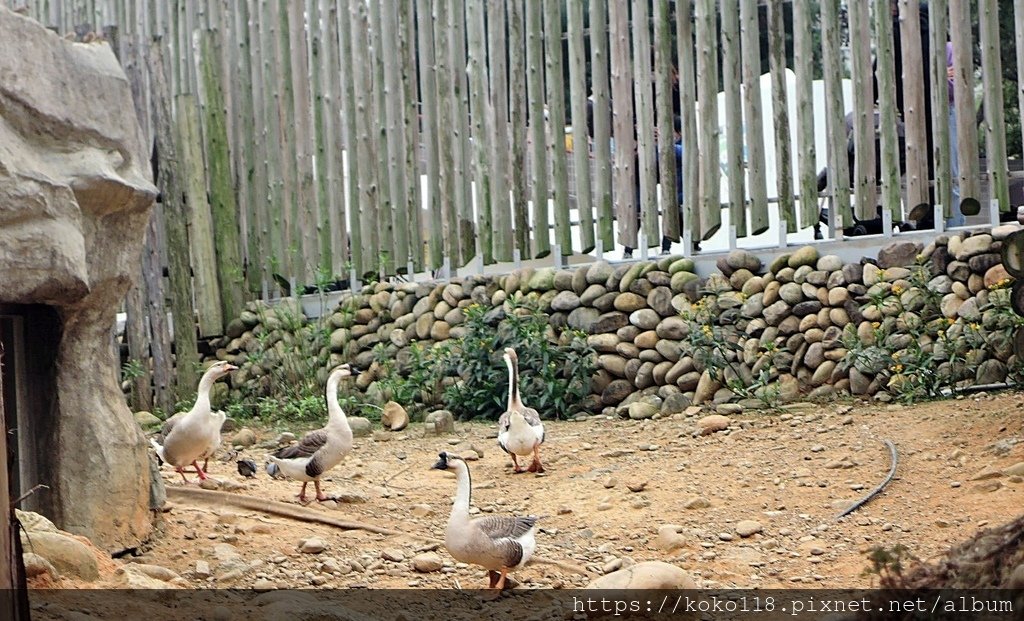 112.1.26 新竹動物園-中國鵝.JPG