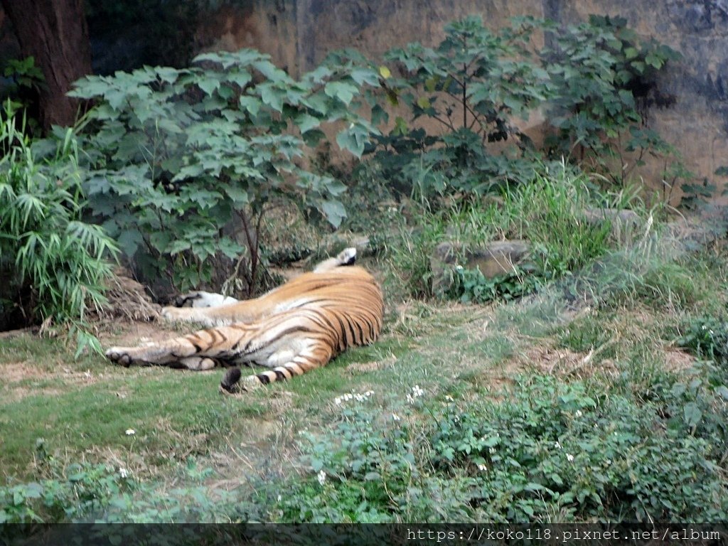 112.1.26 新竹動物園-孟加拉虎3.JPG