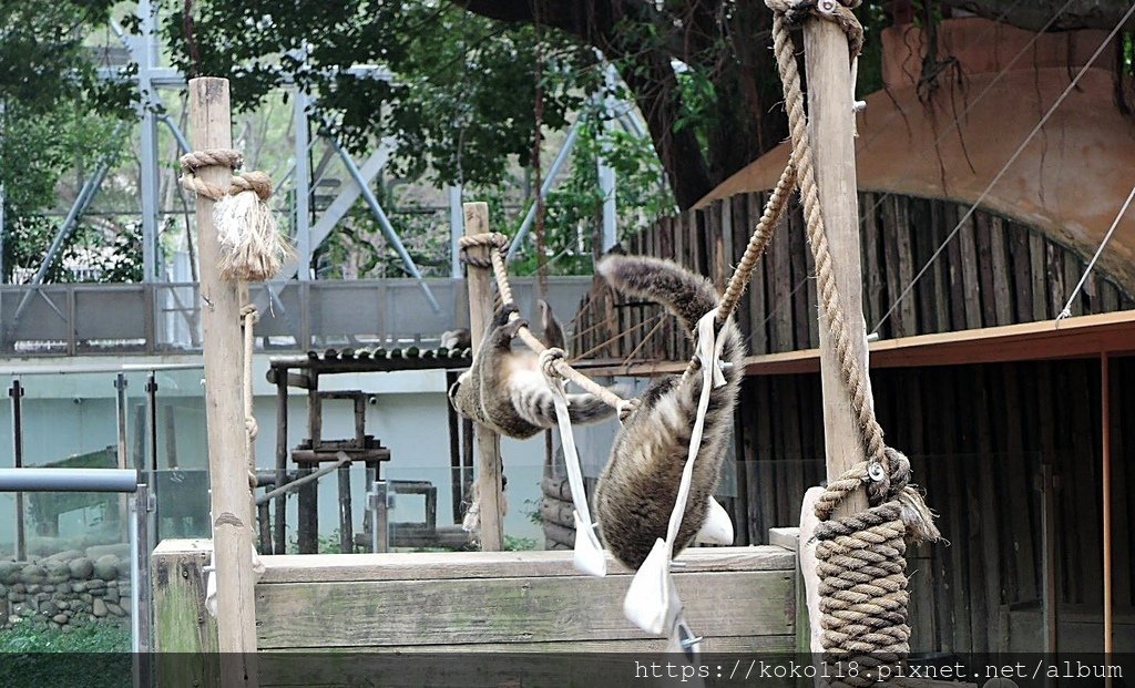 112.1.26 新竹動物園-長鼻浣熊3.JPG