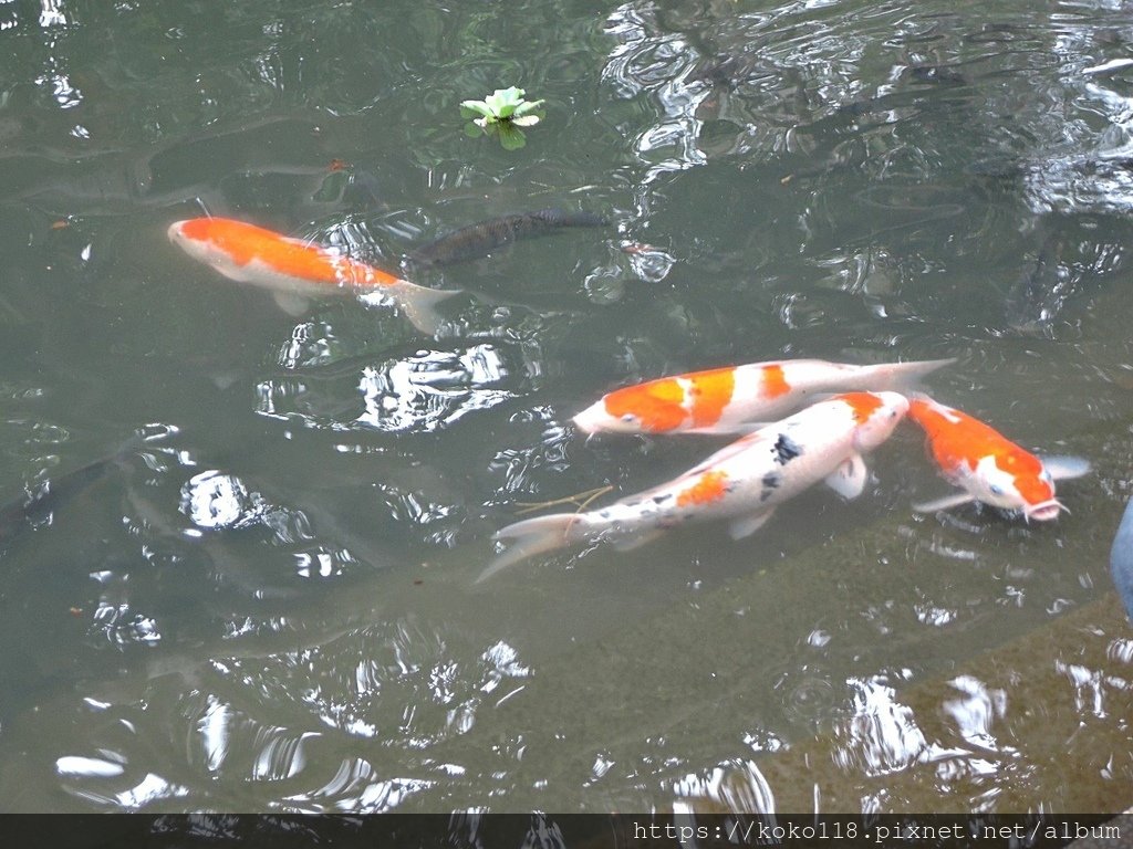 112.1.26 新竹動物園-錦鯉1.JPG