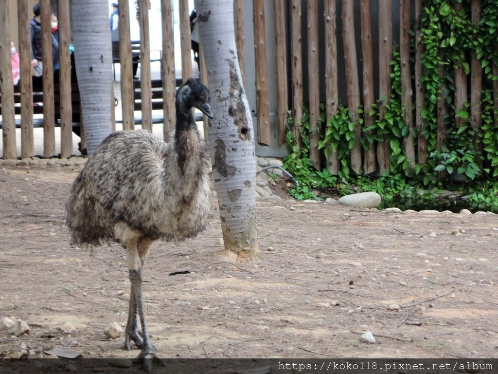 112.1.26 新竹動物園-鴯鶓2.JPG