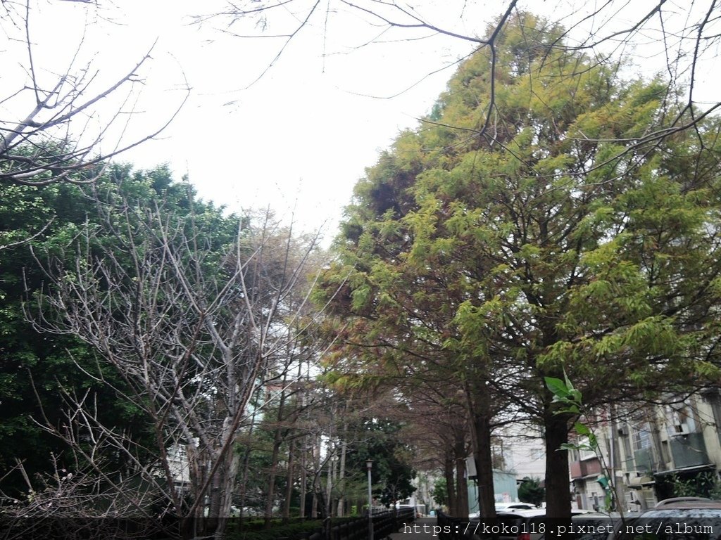 112.1.27 東山濕地生態教學公園外-落羽松.JPG