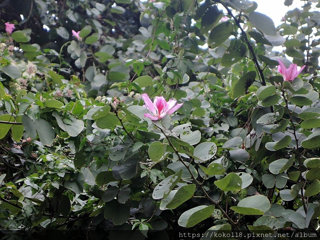 112.1.28 清華大學-梅園-羊蹄甲1.JPG