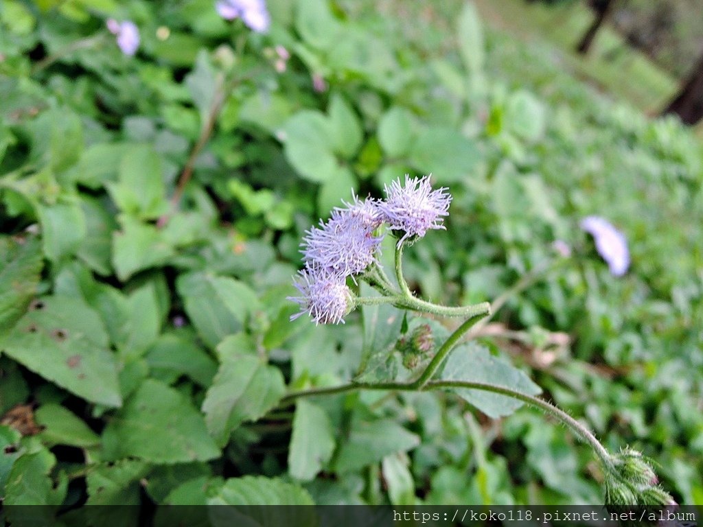 112.1.28 清華大學-梅園-紫花藿香薊.JPG