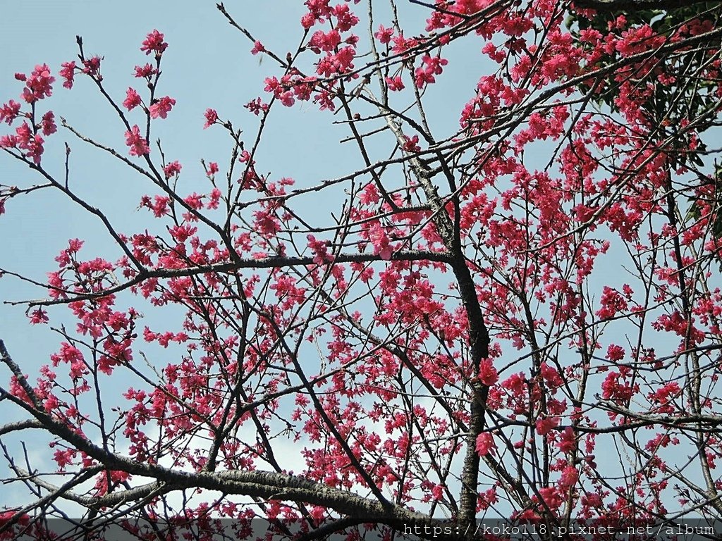 112.2.21 新竹公園-山櫻花11.JPG