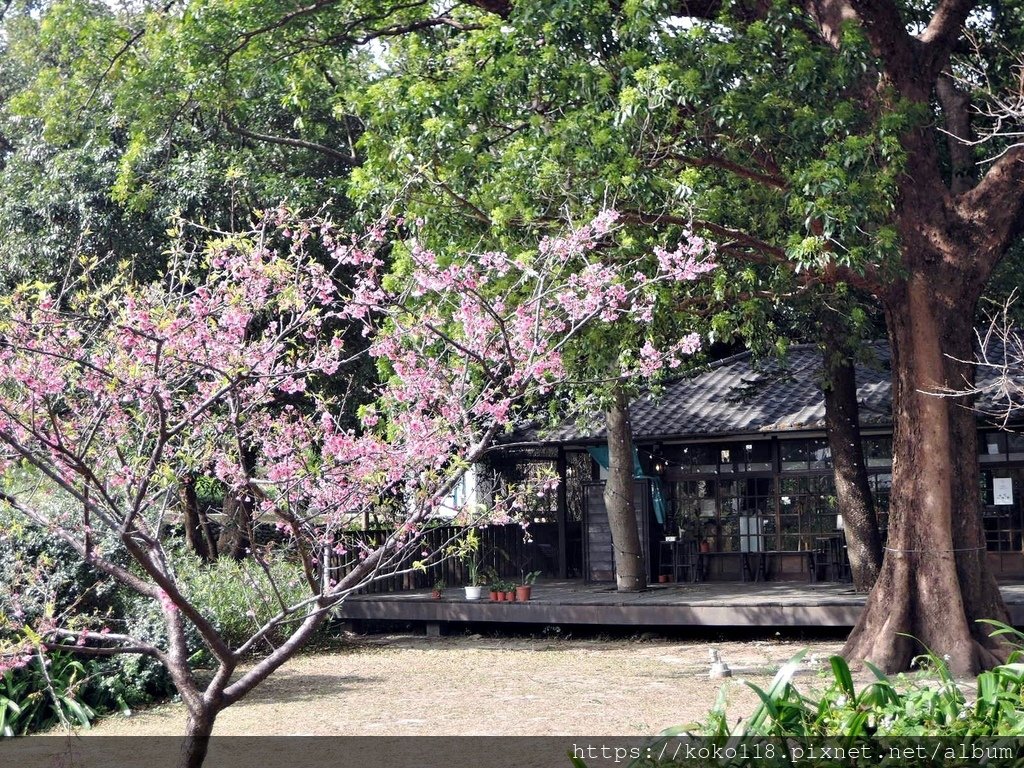 112.2.21 新竹公園-河津櫻1.JPG