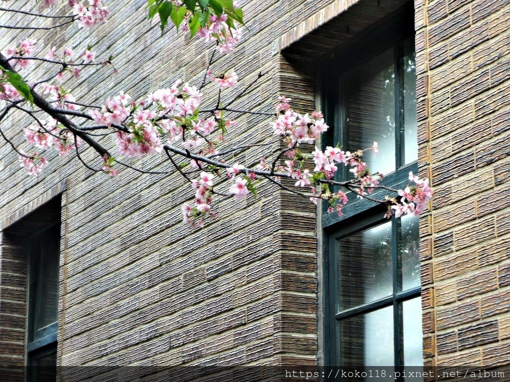 112.2.21 新竹公園-玻工館,河津櫻5.JPG