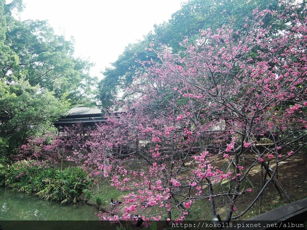112.2.21 新竹公園-湖畔料亭,八重櫻7.JPG