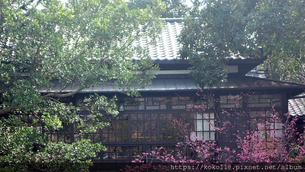 112.2.21 新竹公園-湖畔料亭,八重櫻11.JPG