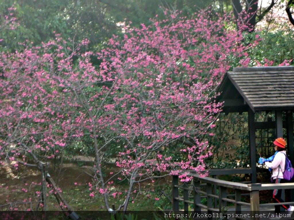 112.2.21 新竹公園-湖畔料亭,八重櫻13.JPG
