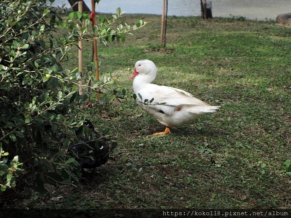 112.2.21 新竹公園-鴨子.JPG