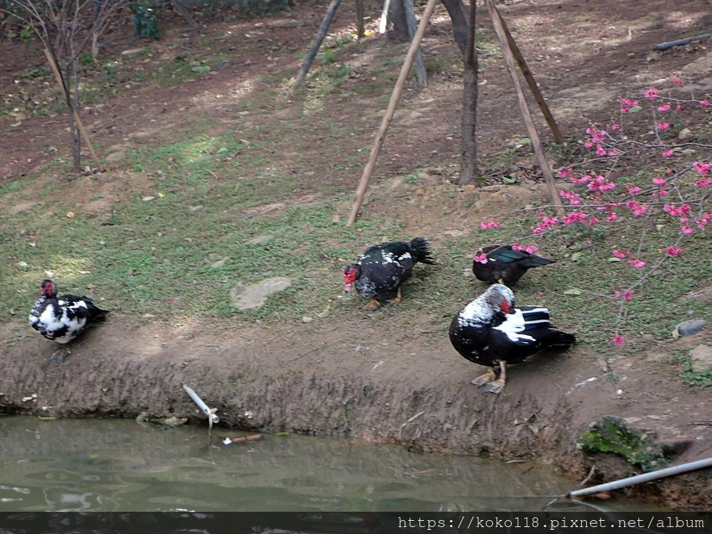 112.2.21 新竹公園-鴨子1.JPG