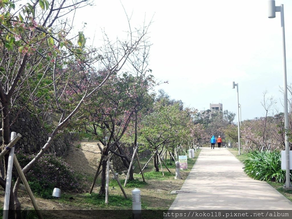 112.2.21 新竹公園-櫻花步道.JPG